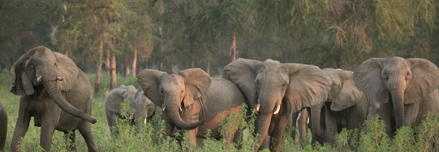 NATIONAL GEOGRAPHIC LIVE - NATURE ROARS BACK