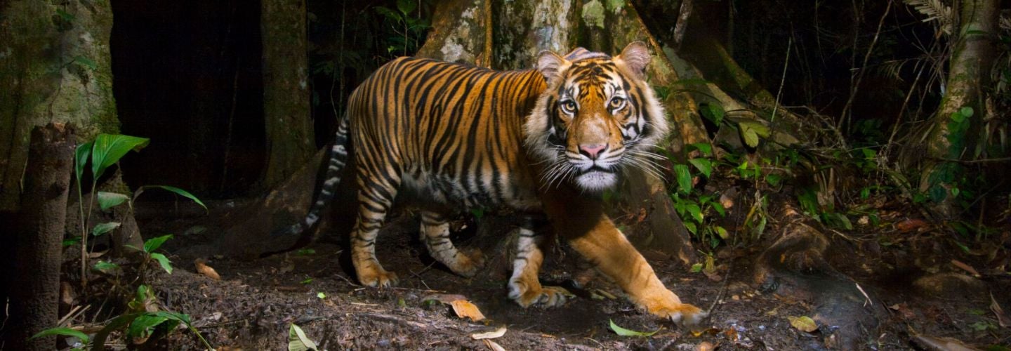 NATIONAL GEOGRAPHIC LIVE - ON THE TRAIL OF BIG CATS